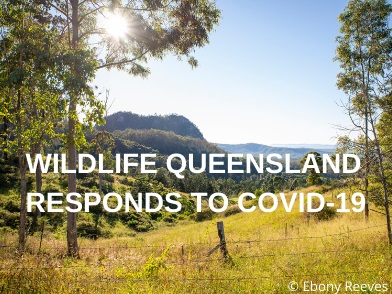 Wildlife Queensland responds to COVID-19