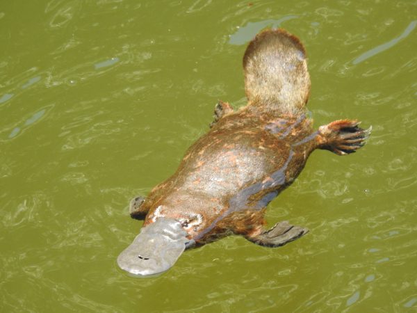 Wildlife Queensland Launches Fifth year of Platypus eDNA Surveys