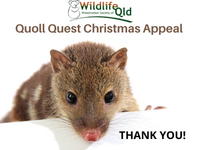 Thank You for Your Support: Quoll Quest Christmas Appeal