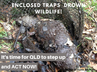 Wildlife Queensland Renews Push to Ban Enclosed Yabby Traps in Qld