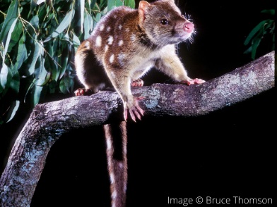 Quoll Seekers Network Extends Search for Elusive Spotted-Tailed Quoll