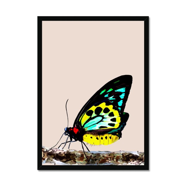Blueberry Leopard Richmond birdwing butterfly