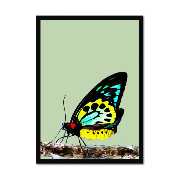 Blueberry Leopard Richmond birdwing butterfly