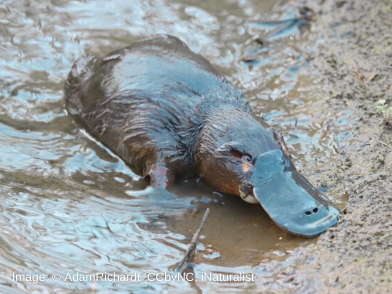 Government Ensures a Good News Week for the Platypus