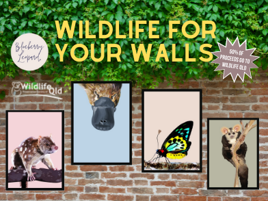 Bring the Outside In With these Stunning Wildlife Prints