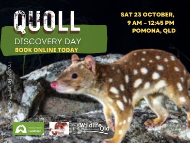 Learn More About Quolls at Our Pomona Quoll Discovery Day – SOLD OUT