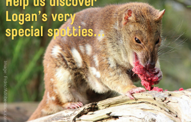 Wildlife Queensland and Park Ridge Connect unite for a Logan Quoll Discovery Day