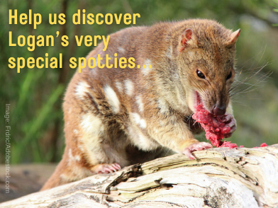 Wildlife Queensland and Park Ridge Connect unite for a Logan Quoll Discovery Day