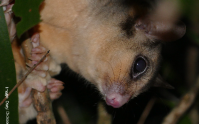 Threatened Species Recovery Plans – not for the faint-hearted