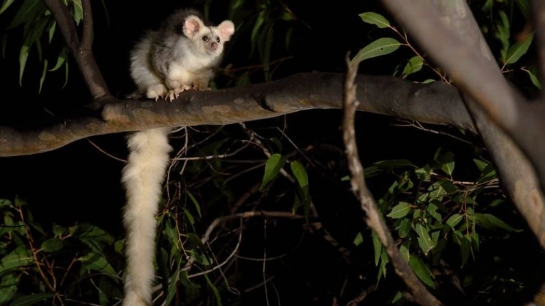 Queensland Glider Network shines with greater glider events in bushfire-affected regions