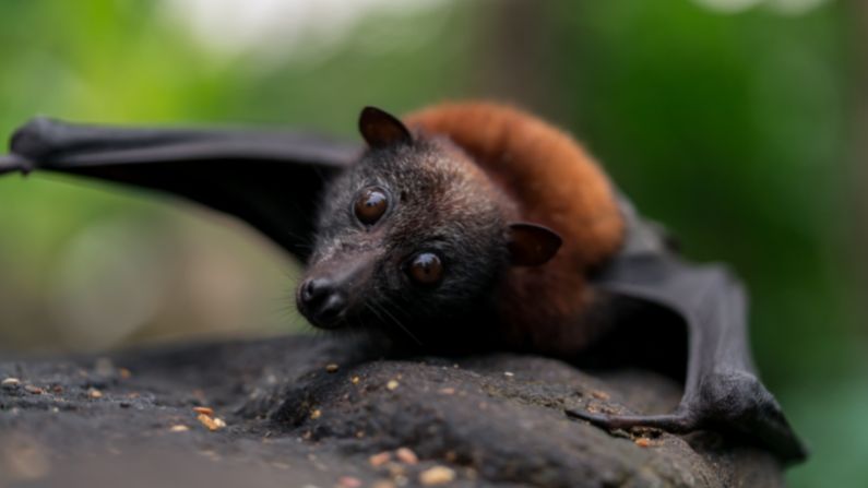 Wildlife Talks in the Maryborough Library – Flying-Foxes