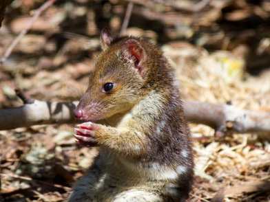 Quolls in the Mary River Catchment Project