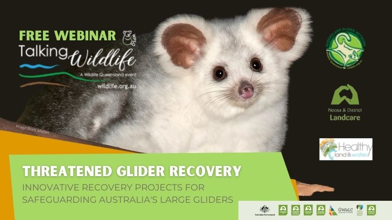 Wildlife Queensland presents: Threatened Glider Recovery