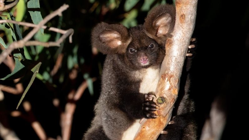 NaturallyGC Greater Glider – Citizen Science Induction